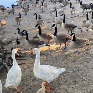 Meet your Posher, Eldrick